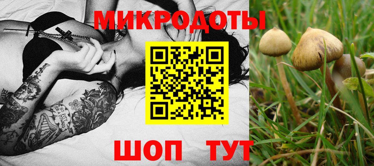 Псилоцибиновые грибы Psilocybine cubensis Гуково